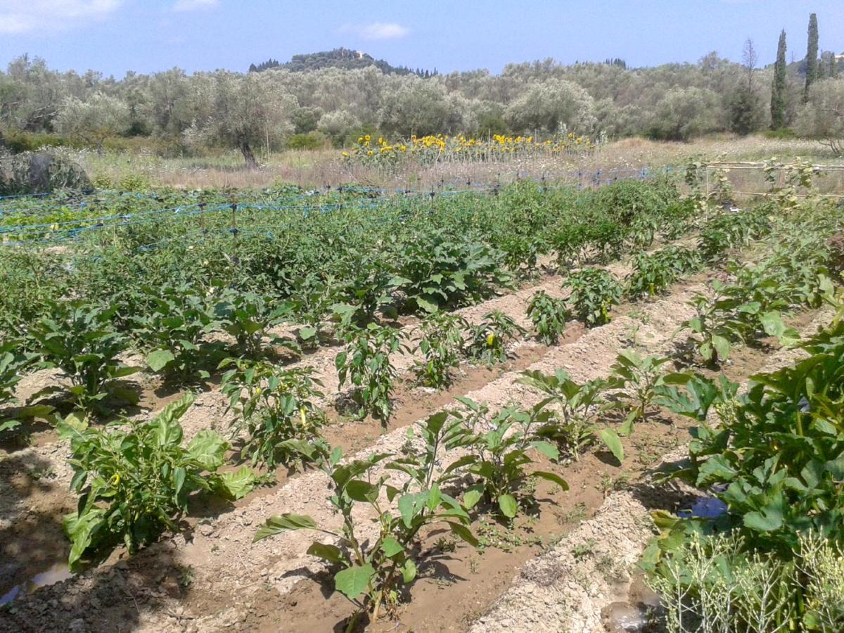 Aroggia Farm Vila Xanthátai Exterior foto